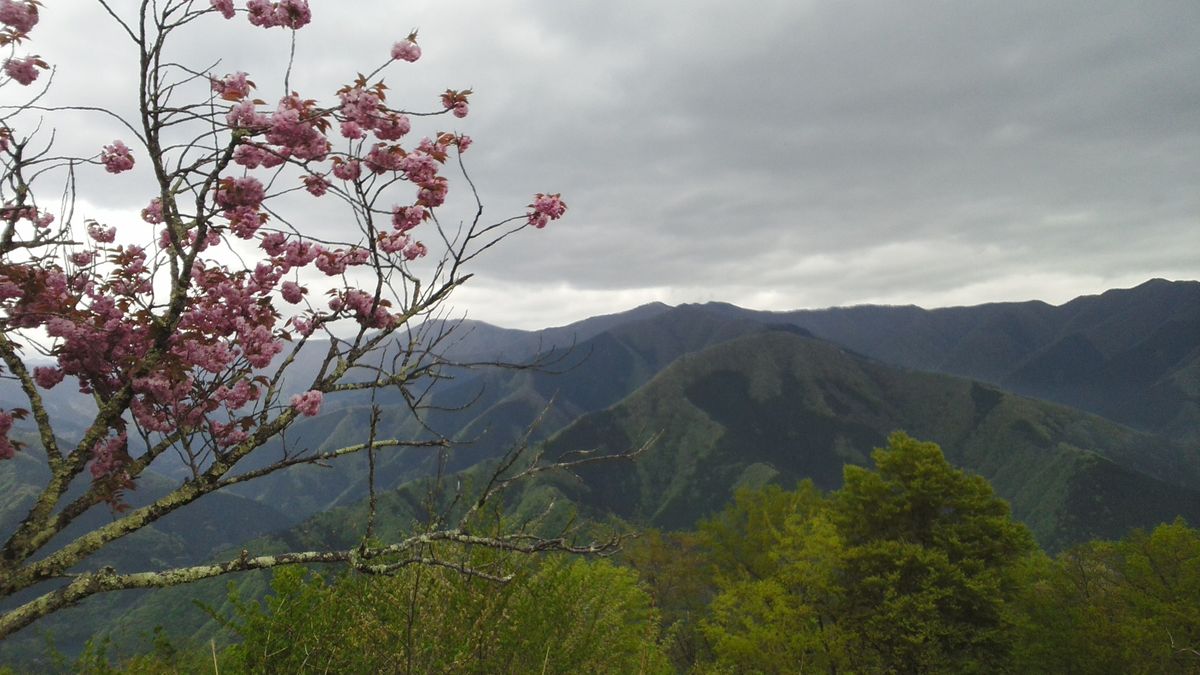 山の上の桜