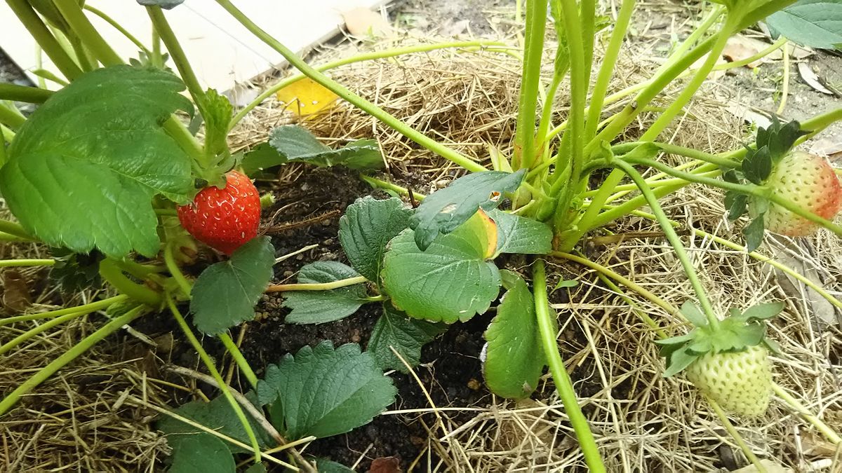 昨日は春の嵐でした。