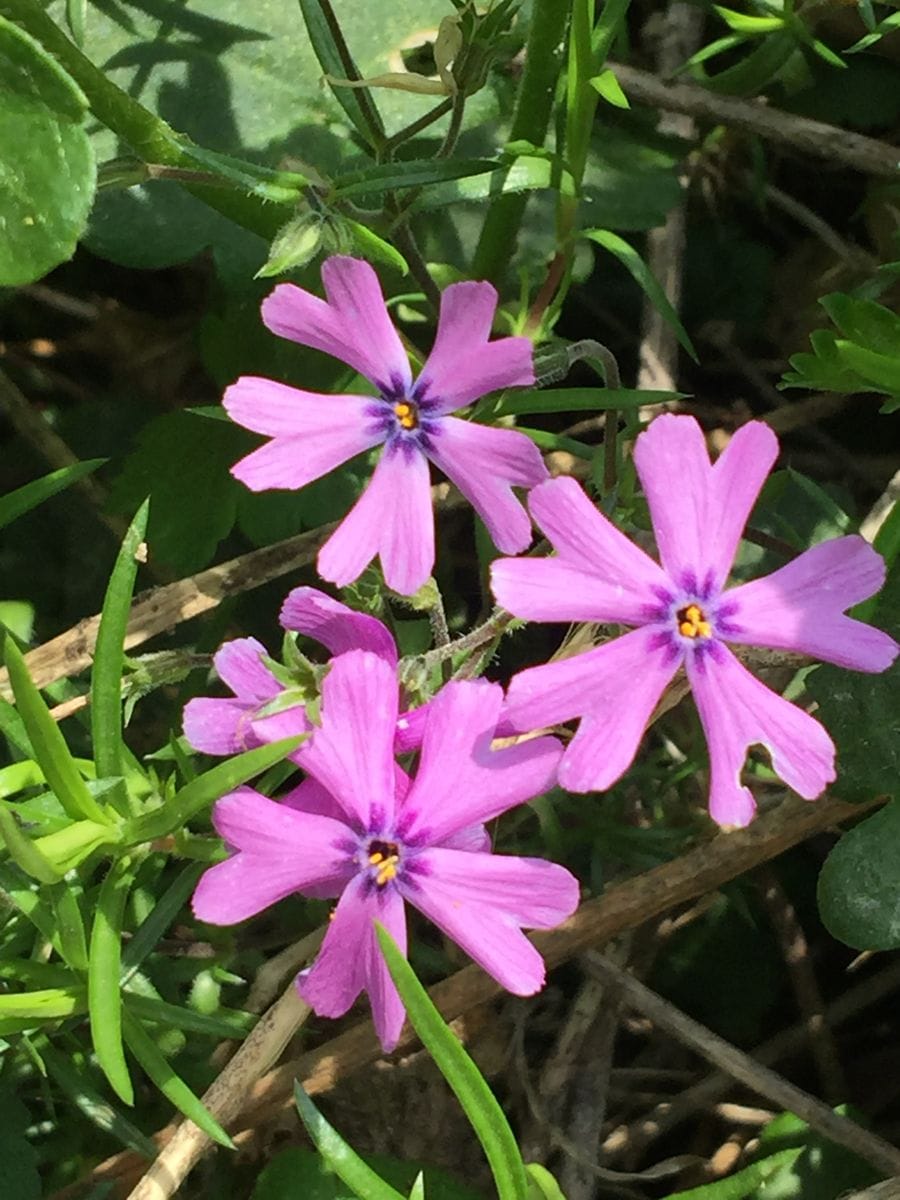 今日の花