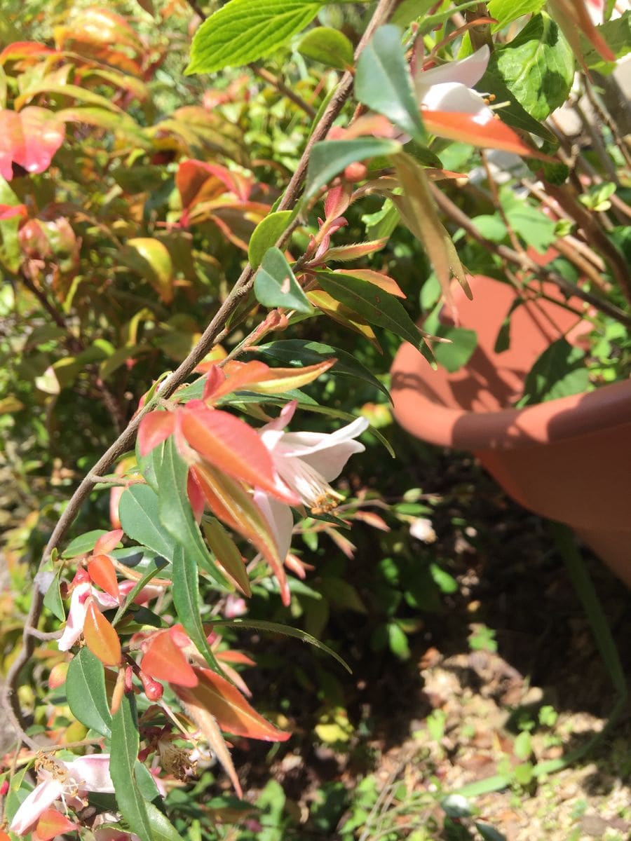 今日の花