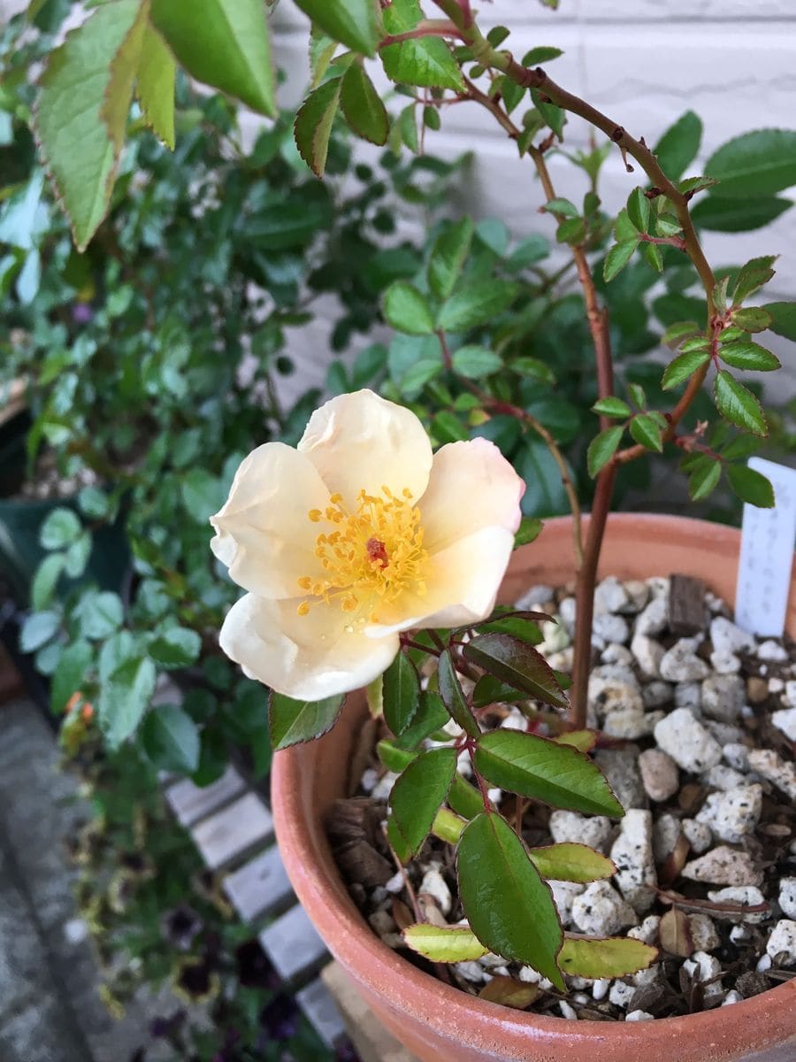 雨中の開花