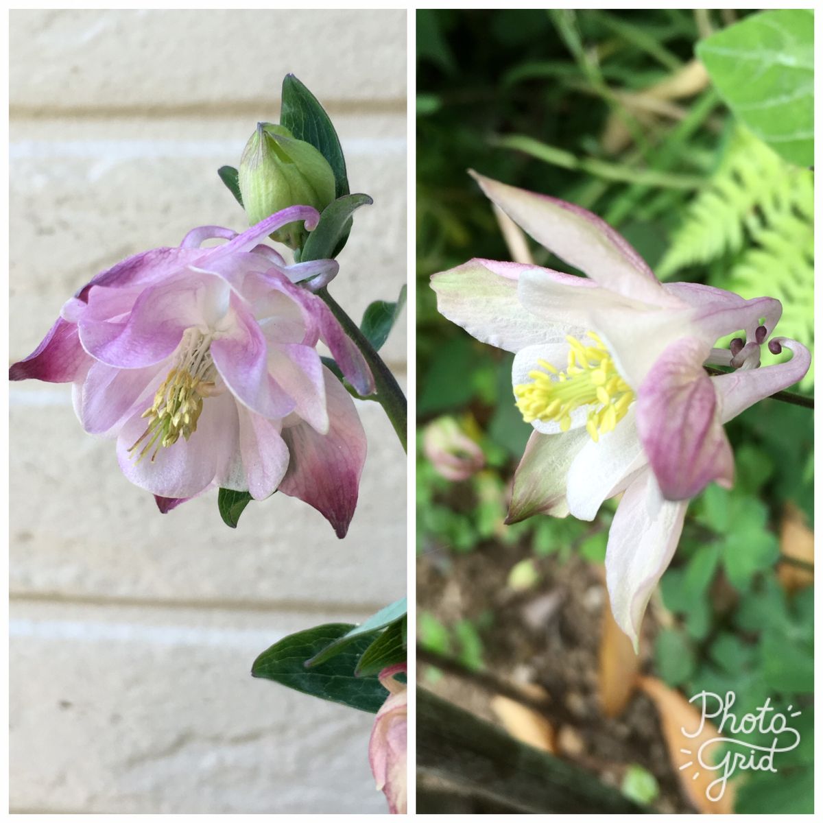 雨中の開花