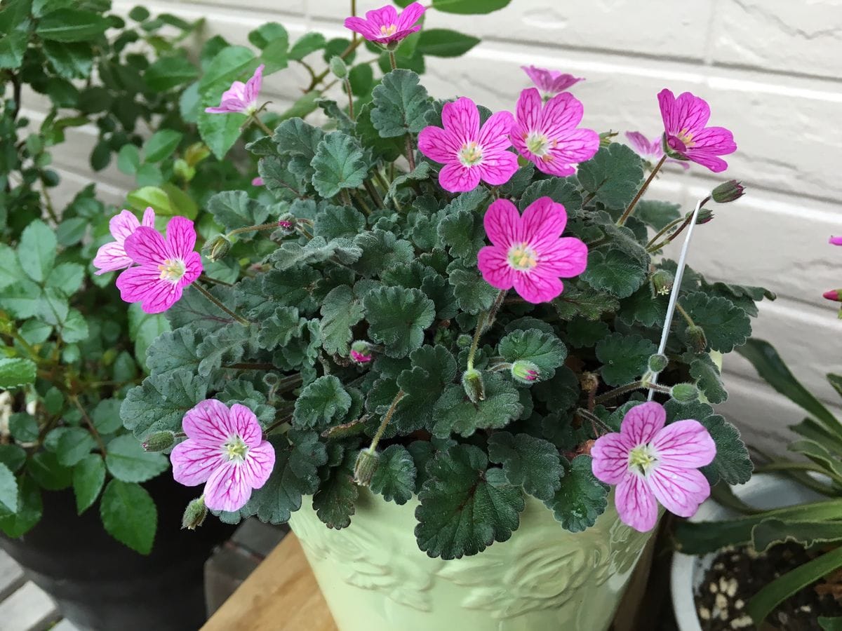 雨中の開花