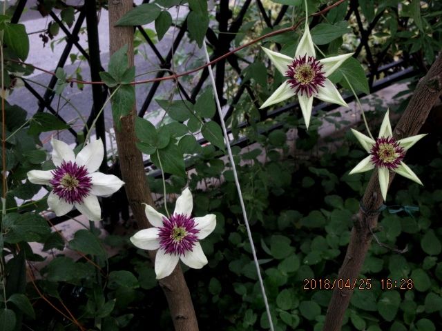 ４月２５日雨の後は写真がいっぱい