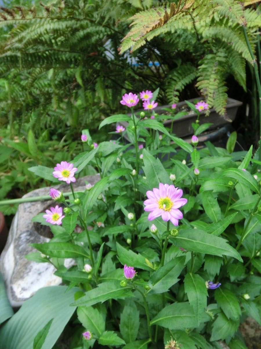 雨にも負けず。。。（いろいろなお花たち）