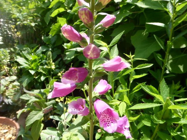 ジキタリスの花。