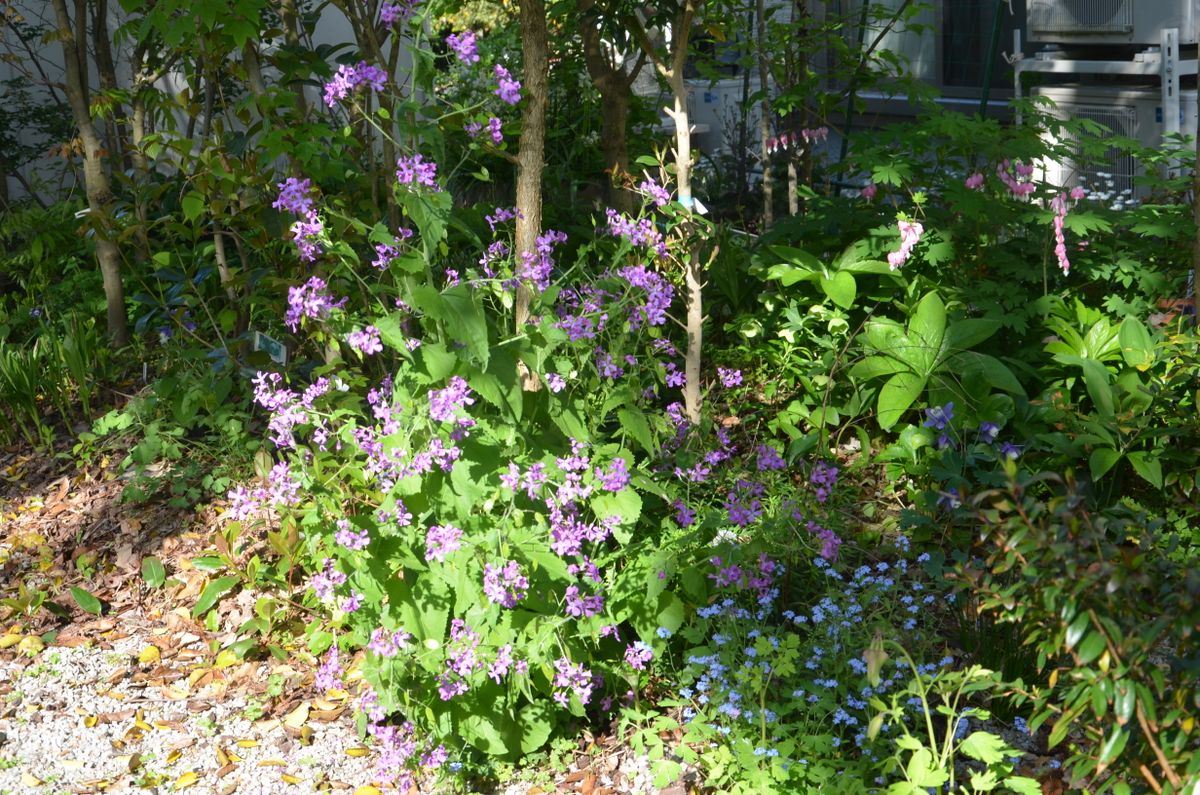 青紫の花は、ルナリアでした。