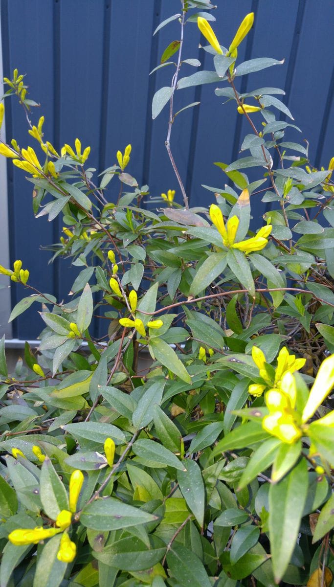 早く　　花を摘むことに　　｡･(つд`｡)･｡