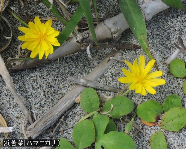 名前わかってスッキリ～浜昼顔