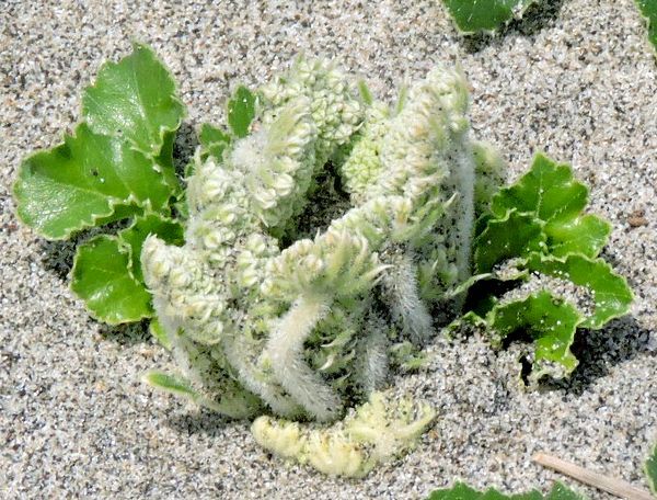 名前わかってスッキリ～浜昼顔