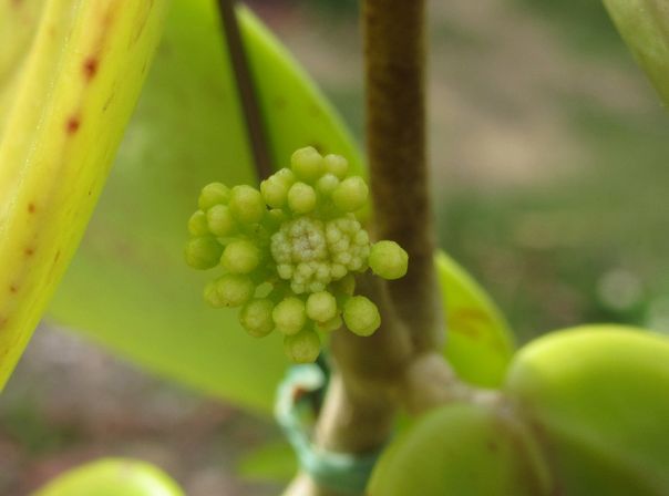 ホヤの花座