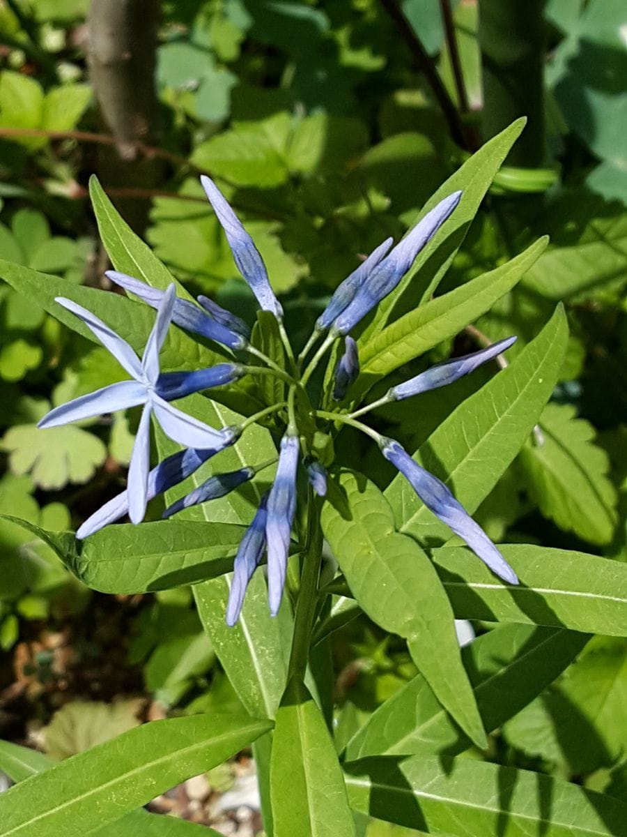 ふくおかルーバルガーデン2～春💠の庭便り💠花からのプレゼントは色々😉