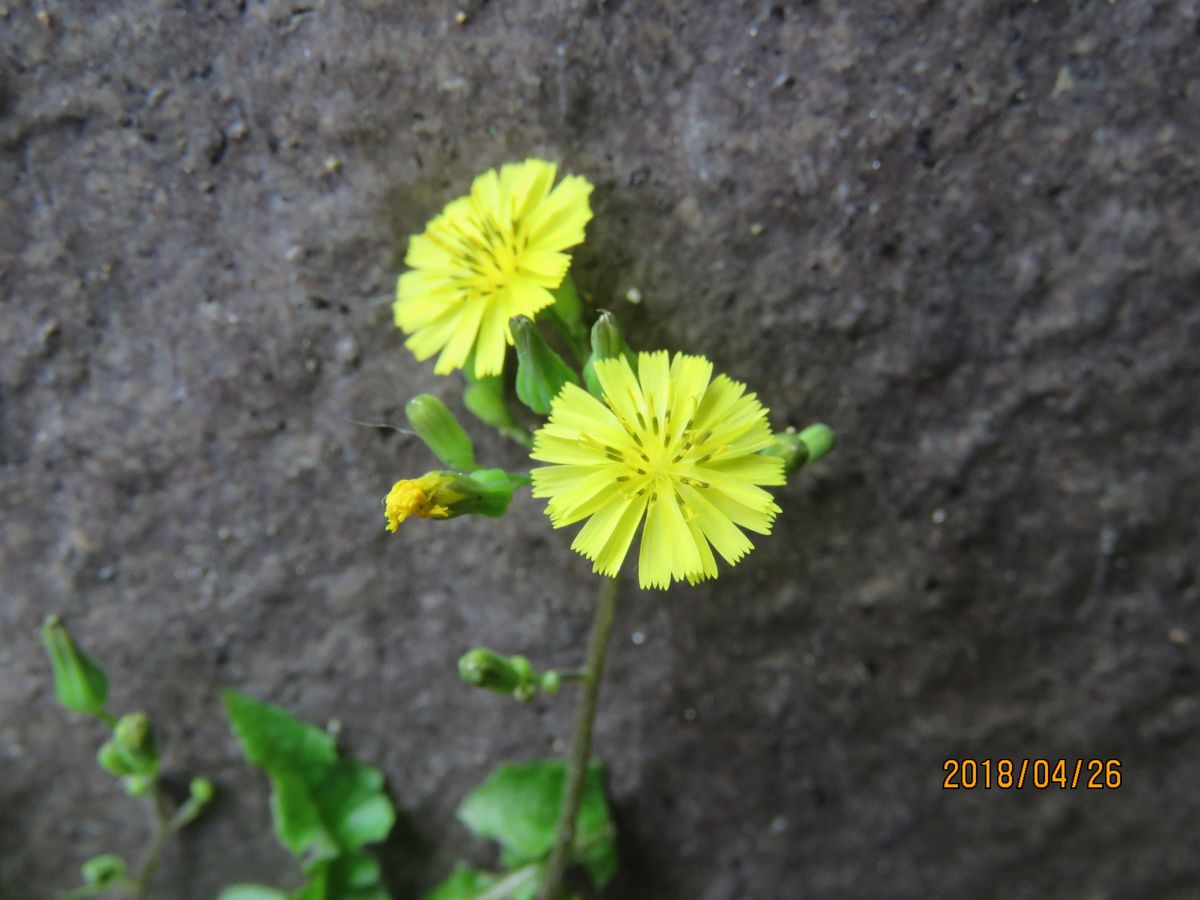 苔庭・野に咲くオニタビラコ