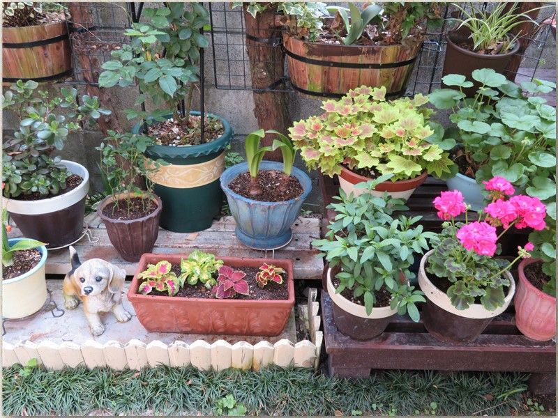 庭先に仲間入りした植物たち