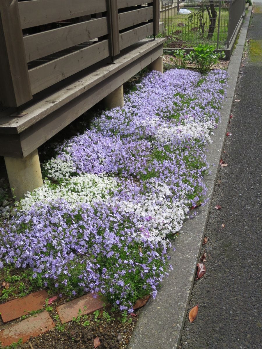 今日の庭（4月27日）