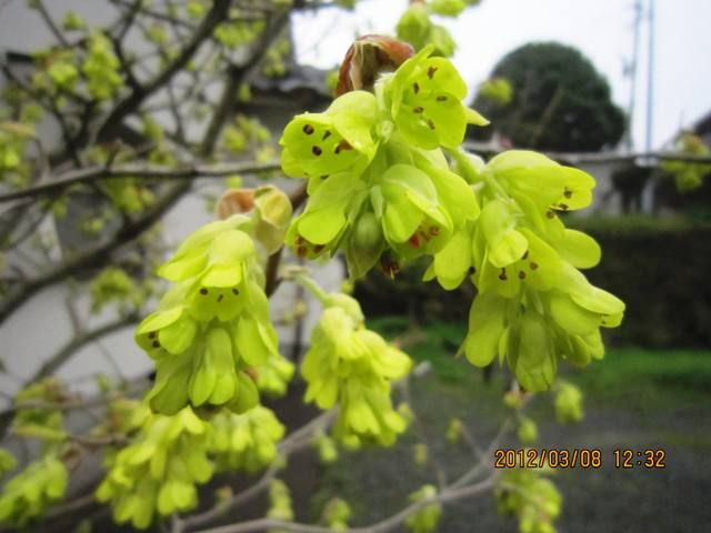 菜種梅雨って？