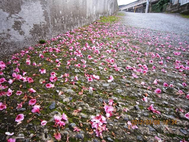 菜種梅雨って？