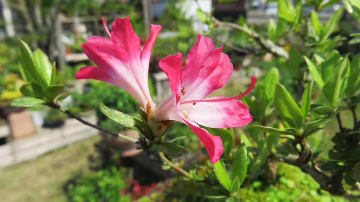 名称不明のツツジとアッツ桜