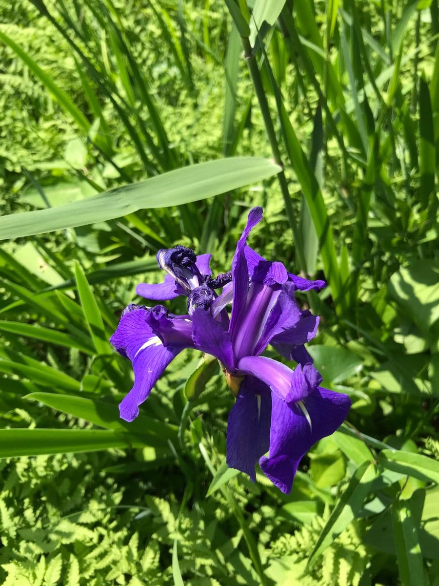 目黒のカキツバタ