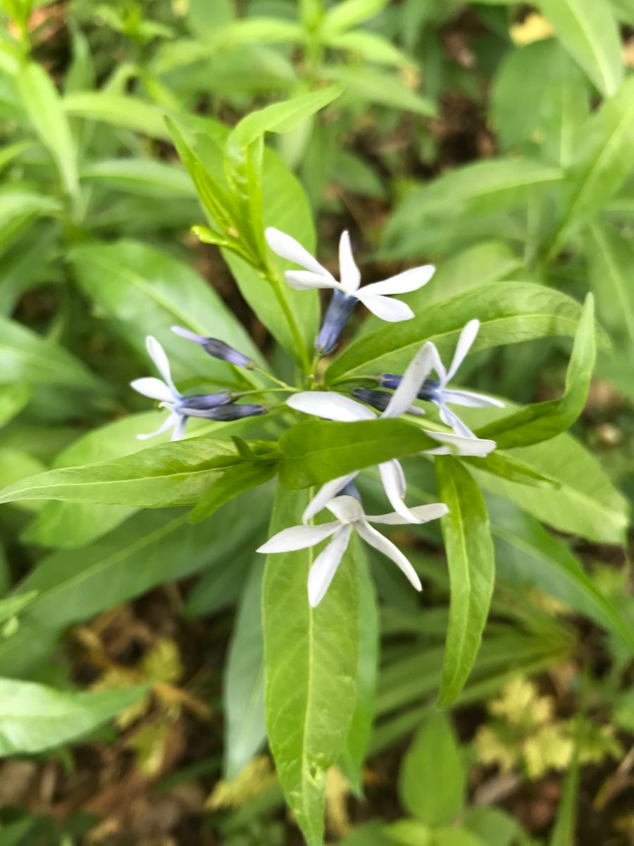 目黒のカキツバタ