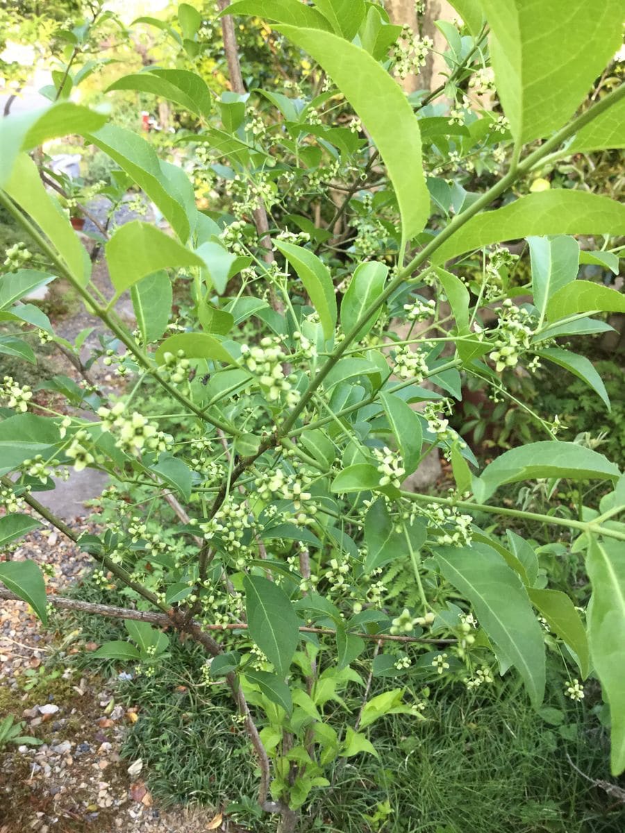 セッコク清楚且つ華やかに咲いた