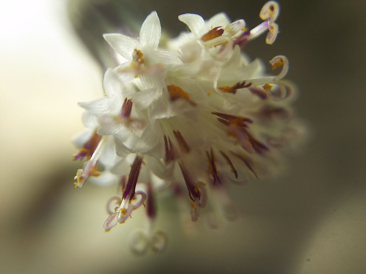 お花が咲いた✨