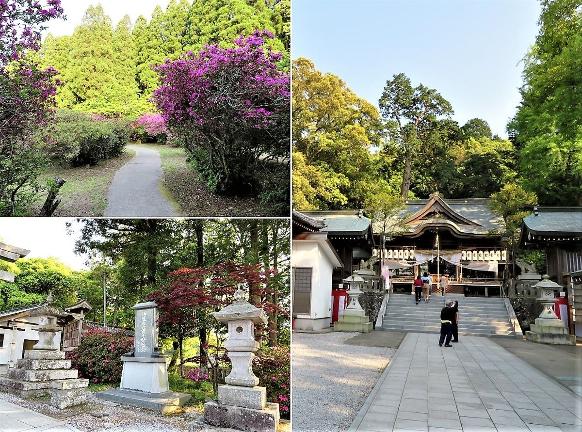 大分西寒多神社の藤の花