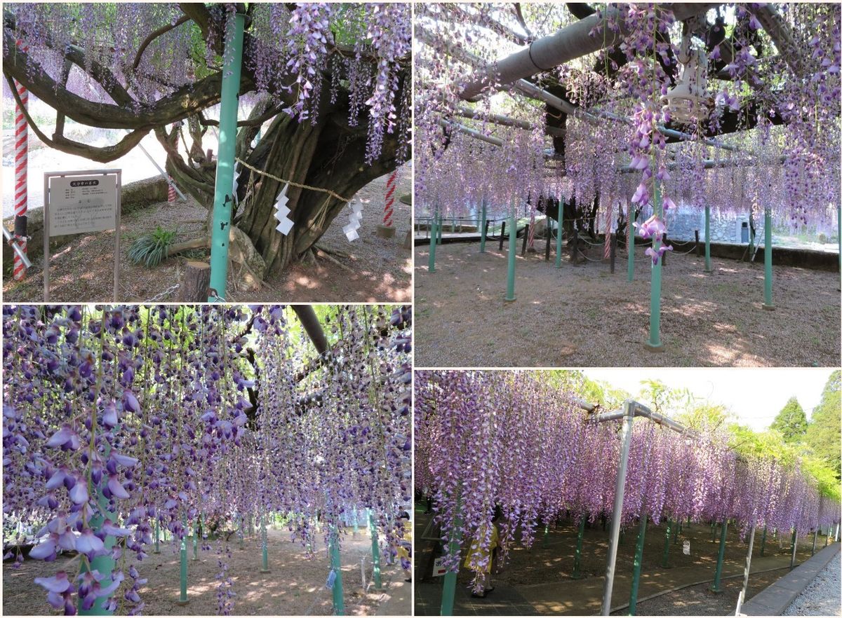 大分西寒多神社の藤の花