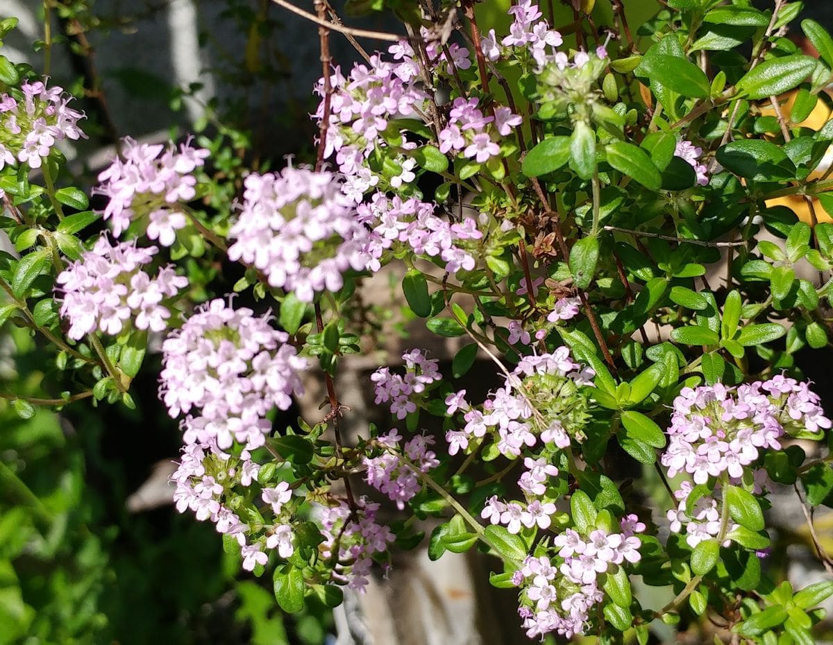 咲いてきたお花②