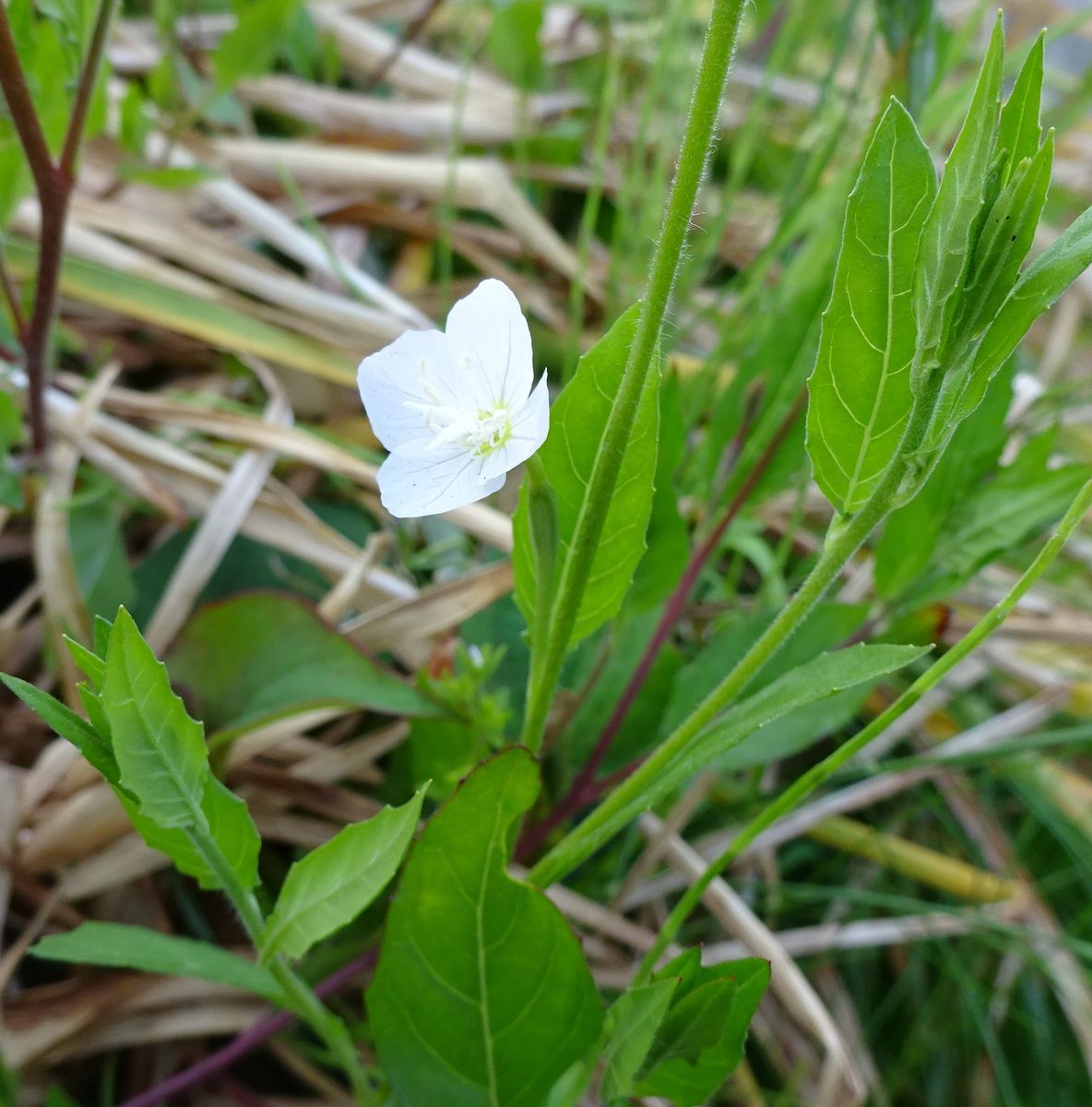 草と虫の話