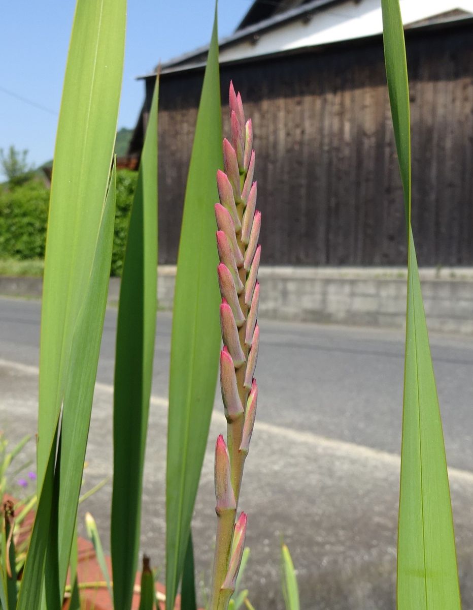 花の写真もあるよ