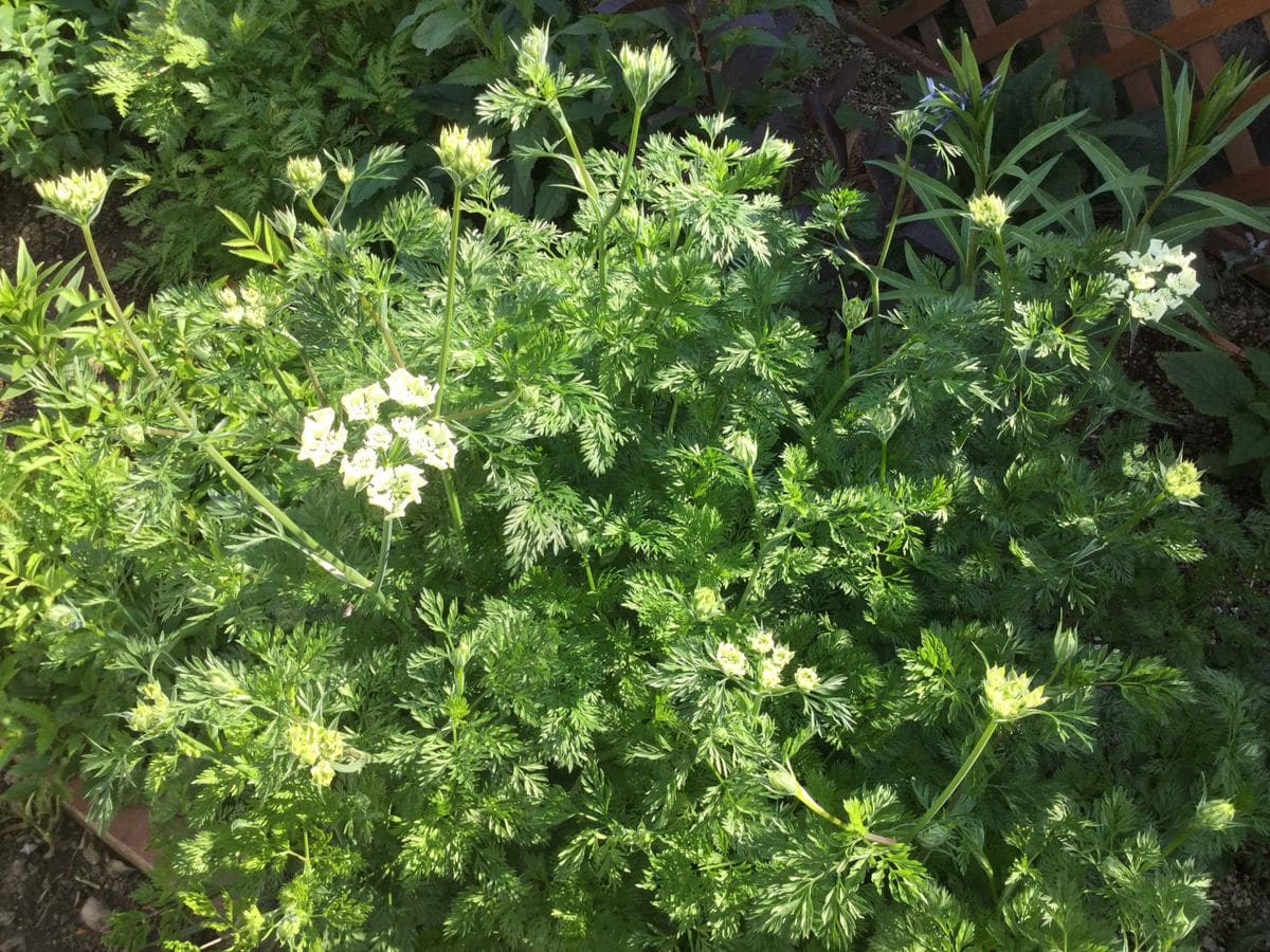 オルレア今日開花かな😃