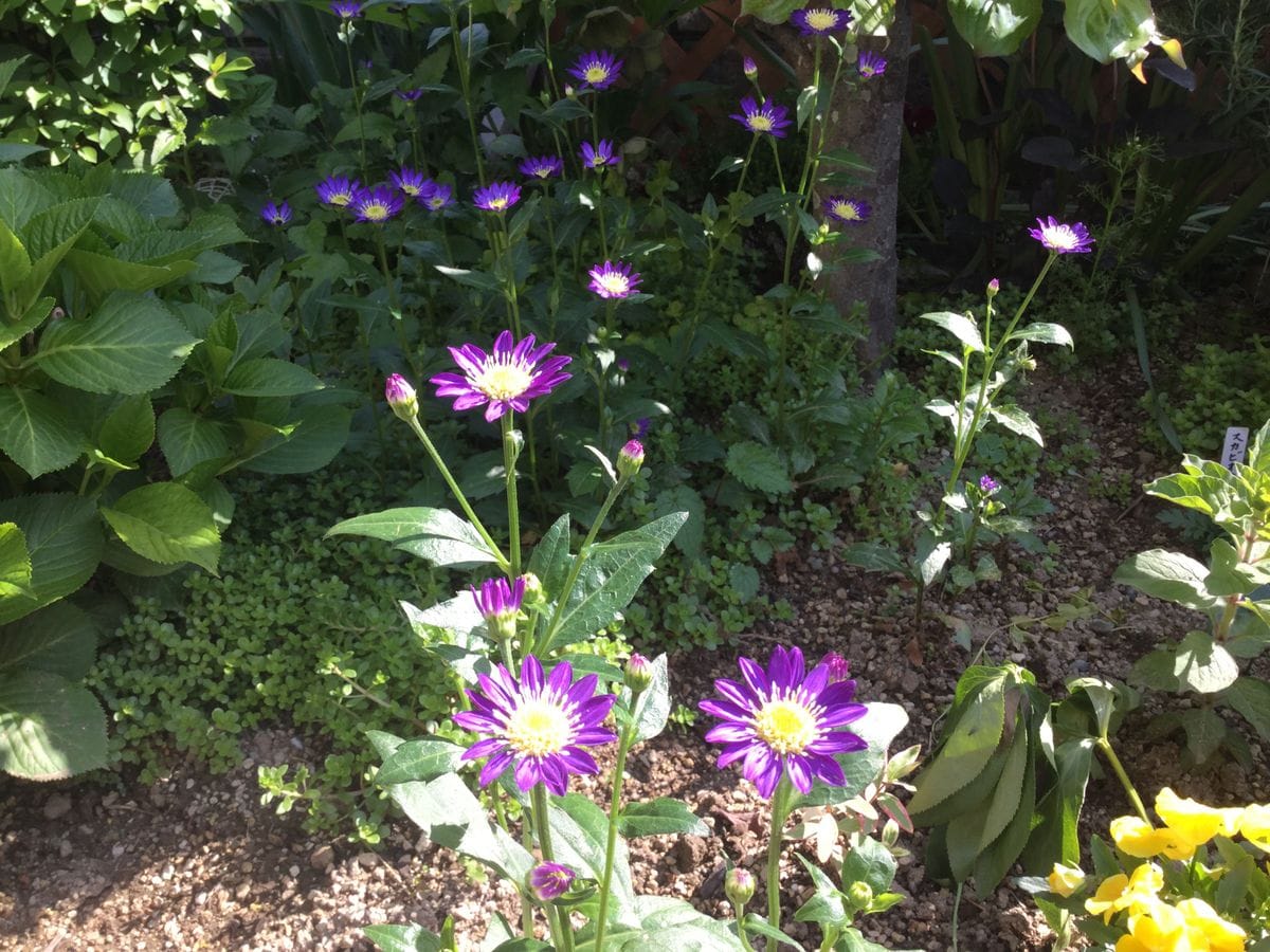 オルレア今日開花かな😃