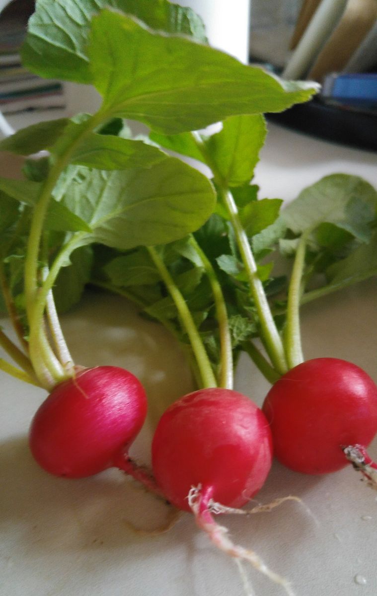 プランター　　菜園　で