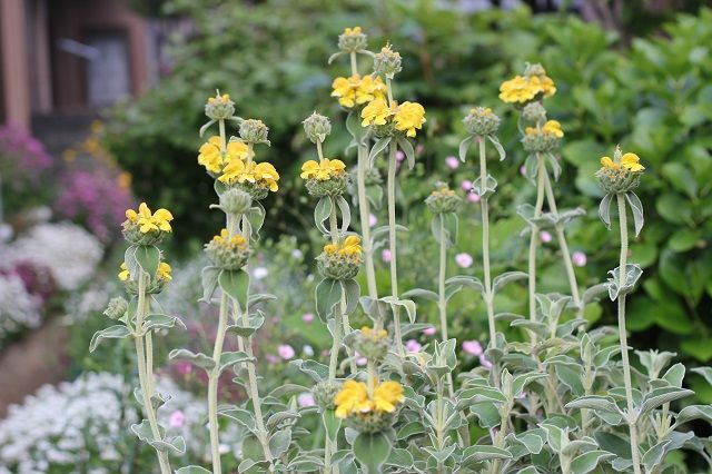 黄色い花、オレンジ色の花