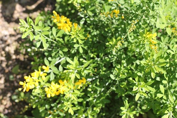 黄色い花、オレンジ色の花