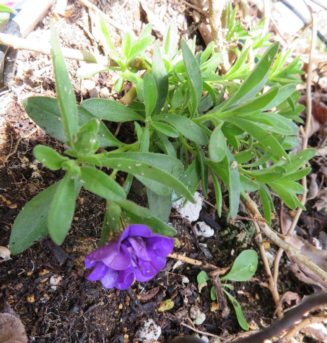 今日の花と蕾の様子