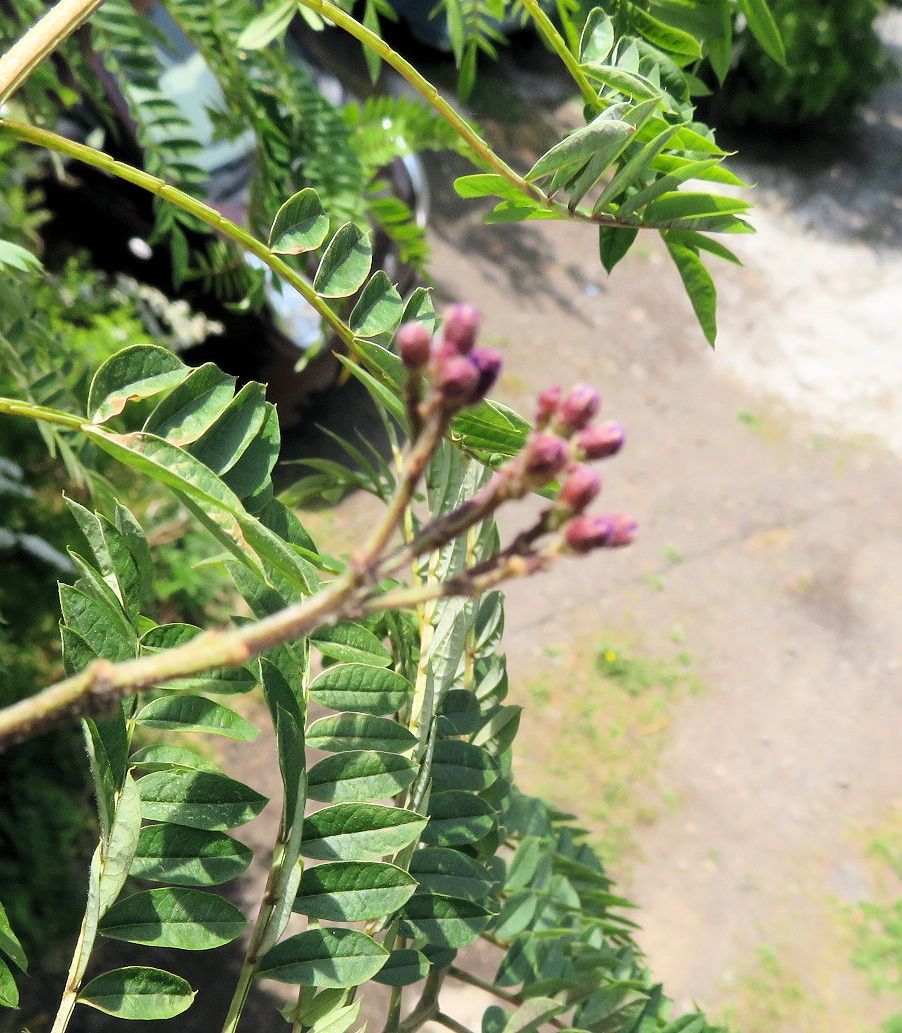 今日の花と蕾の様子