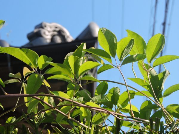 どこから来たの～植物の生命力