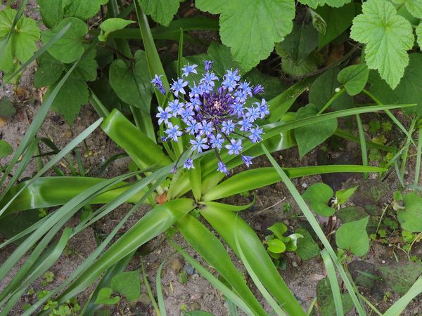 どこから来たの～植物の生命力