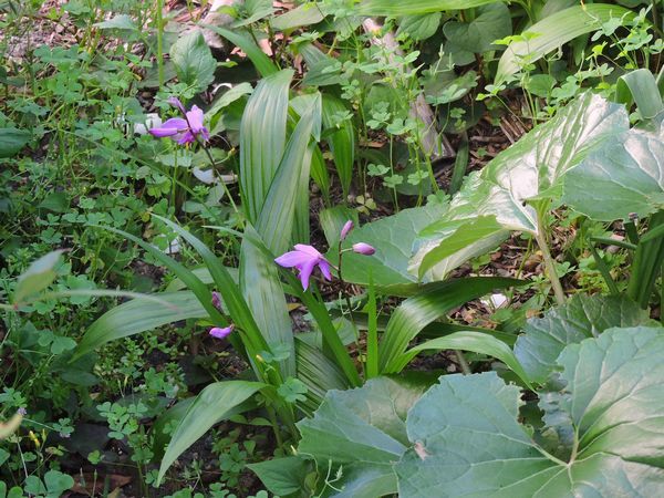 どこから来たの～植物の生命力