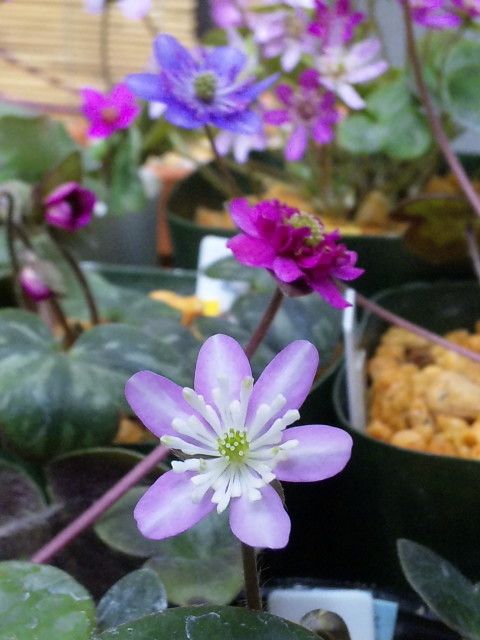 雪割草 咲いています♪