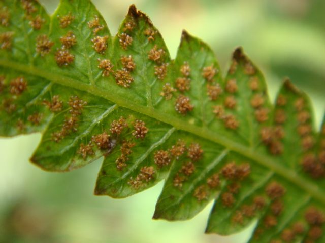 シダ植物！