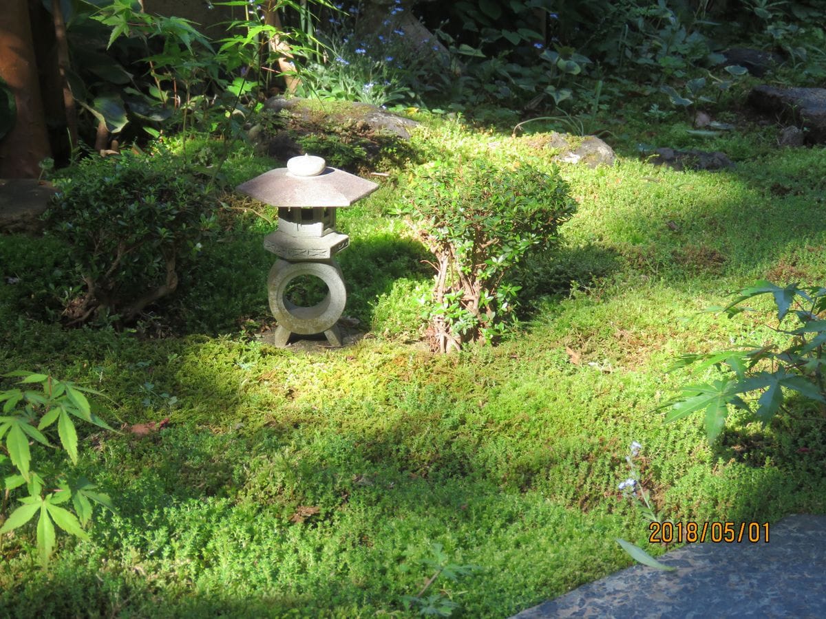 苔庭・コケとヤマモミジとヒノキの皮