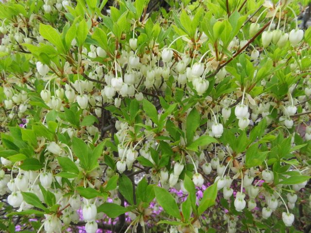 春の庭花・・・その⑤