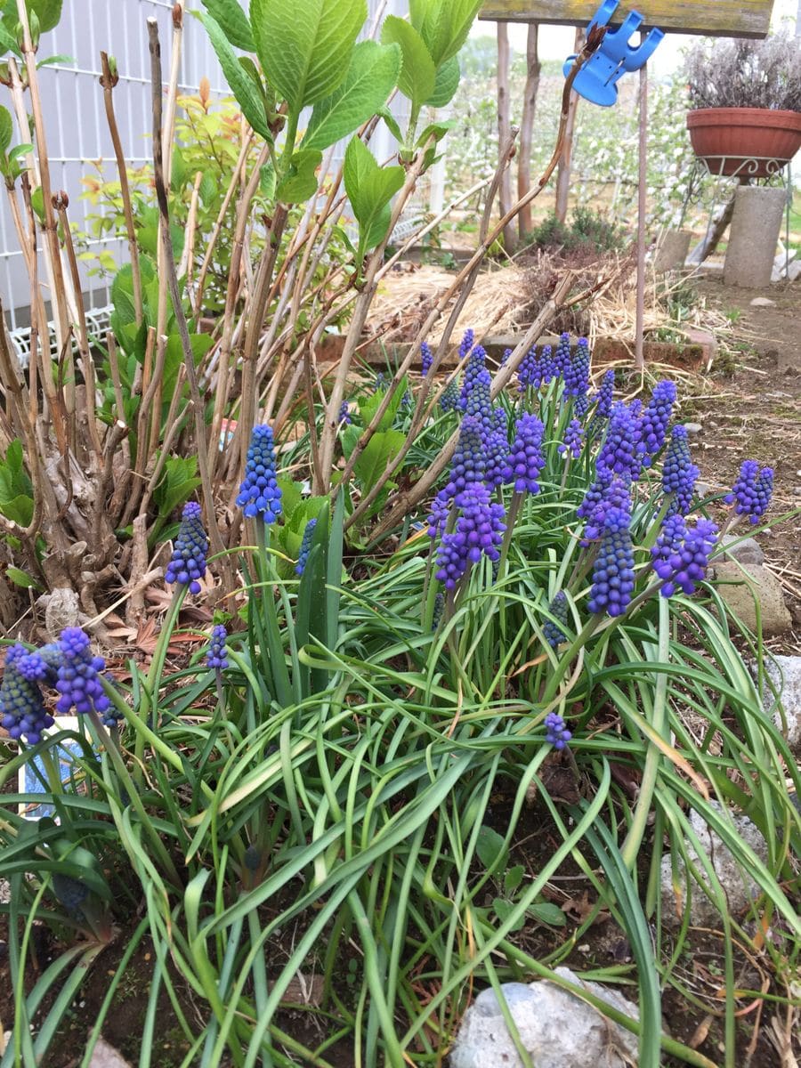 ムスカリ・アルメニアカムの開花