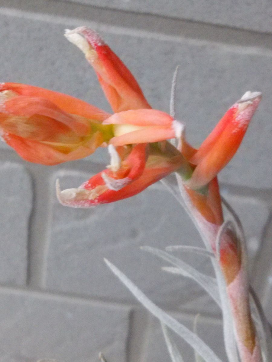 チランジアの花が咲く