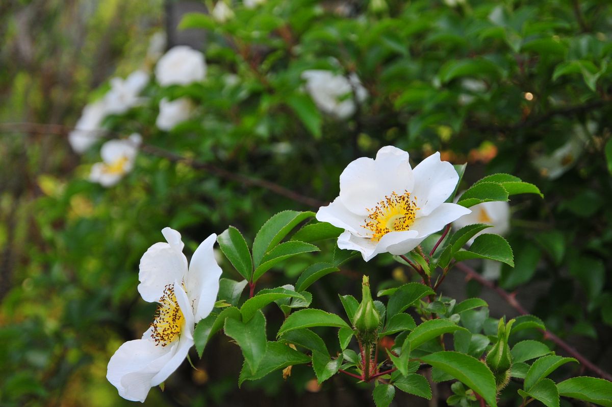 ナニワイバラ開花