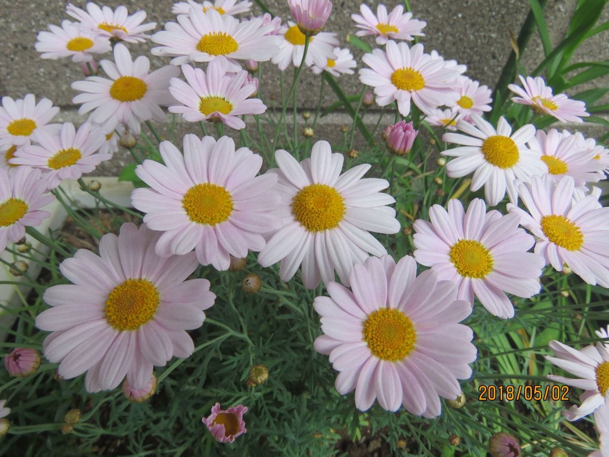 苔庭・ホテイチクのタケノコが出てきた