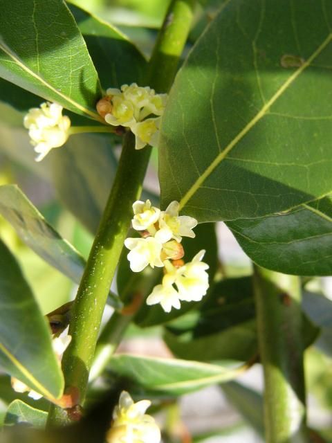 月桂樹の花は